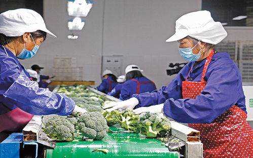 台州市首批60吨西蓝花保鲜出口日本
