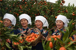 清朝贡品 惠水金钱橘,红了,红了,红了 橘园